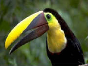 bird3.jpg