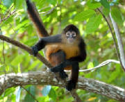 monkey.jpg
