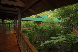 rainforest.jpg